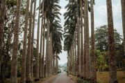 Explore Aburi Botanical Gardens And Boti Falls - Image 2