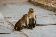 Wli Waterfall and Tafi Atome Monkey Sanctuary (Day Visit) - Image 6