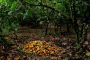 Half-Day Chocolate Tasting & Making Experience in Ghana - Image 7