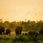 Elephants in Mole National Park
