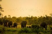 Elephants in Mole National Park