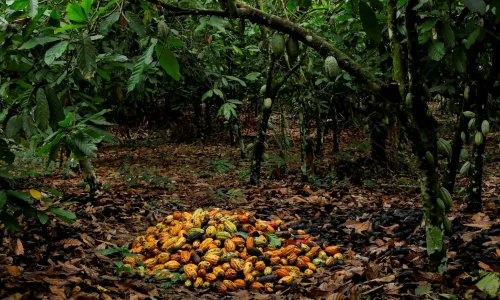 00cocoa-factory-06-vqlz-superJumbo