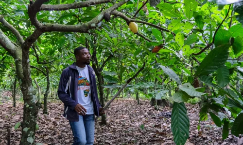 00cocoa-factory-07-vqlz-superJumbo