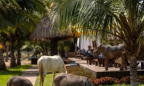 The C resort Resort 2