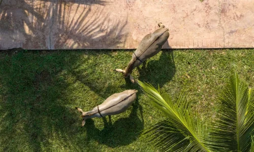 The C resort Resort 28