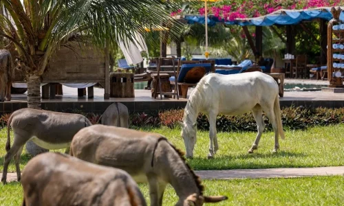 The C resort Resort 3